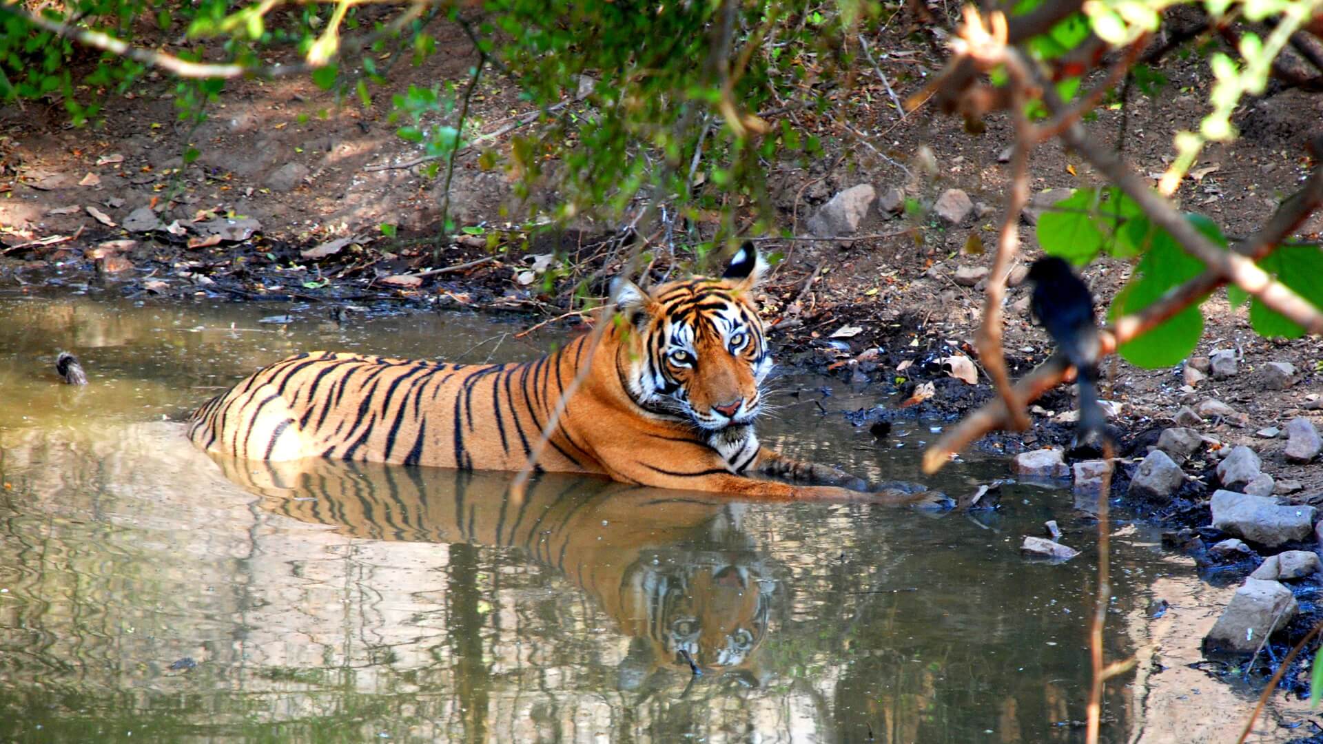 Tiger-at-Ranthambore