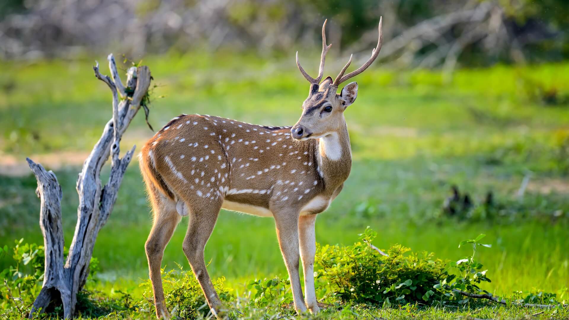 wild-spotted-deer