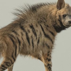 Hyena at Kuno