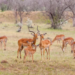 The Flora and Fauna of Kuno National Park: A Biodiversity Hotspot in the Heart of India