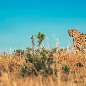 A Glimpse into the Adventurous Lives of Kuno’s Cheetah Trio